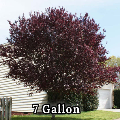 Purple Leave Plum Tree KV 15 Gallon