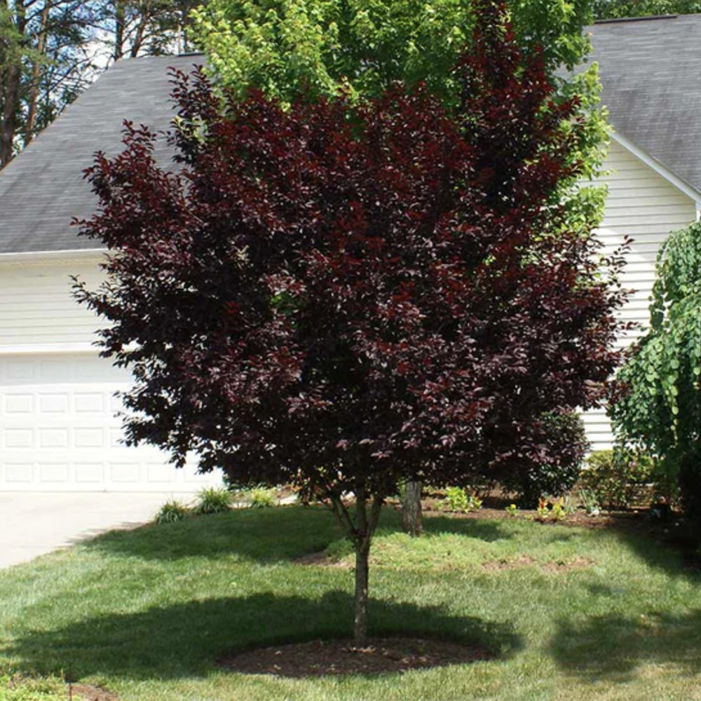 Purple Leave Plum Tree KV 15 Gallon