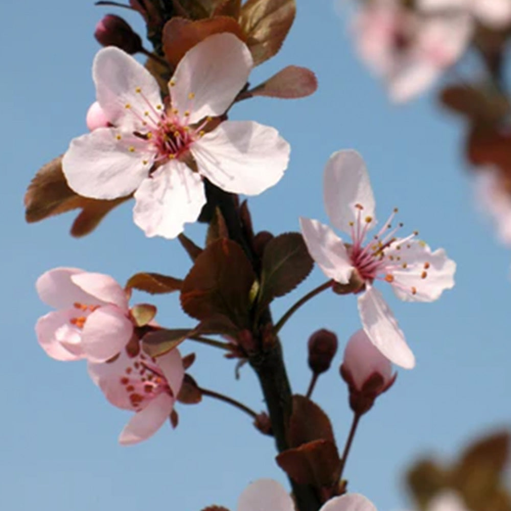 Purple Leave Plum Tree KV 15 Gallon