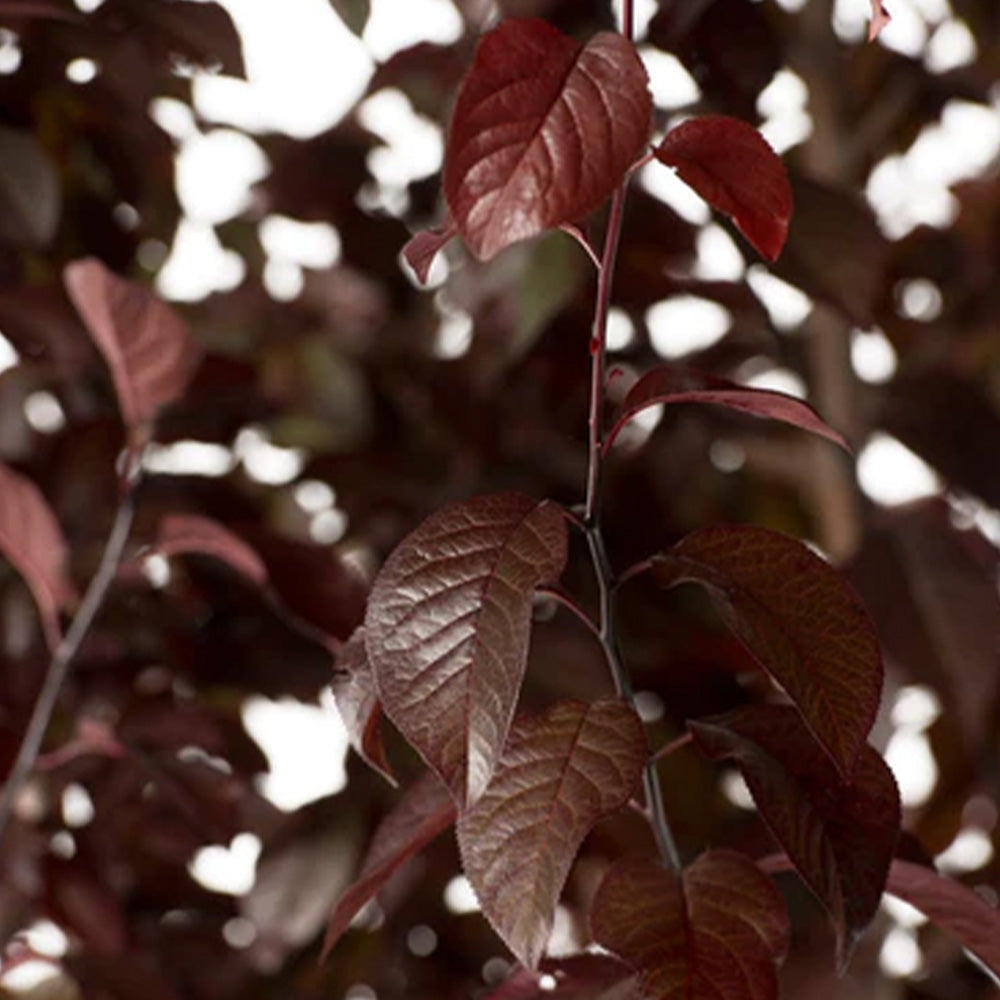 Purple Leave Plum Tree KV 15 Gallon