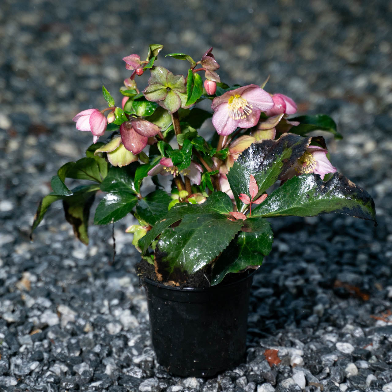 Helleborus Lenten Rose Ice N' Roses® Rose