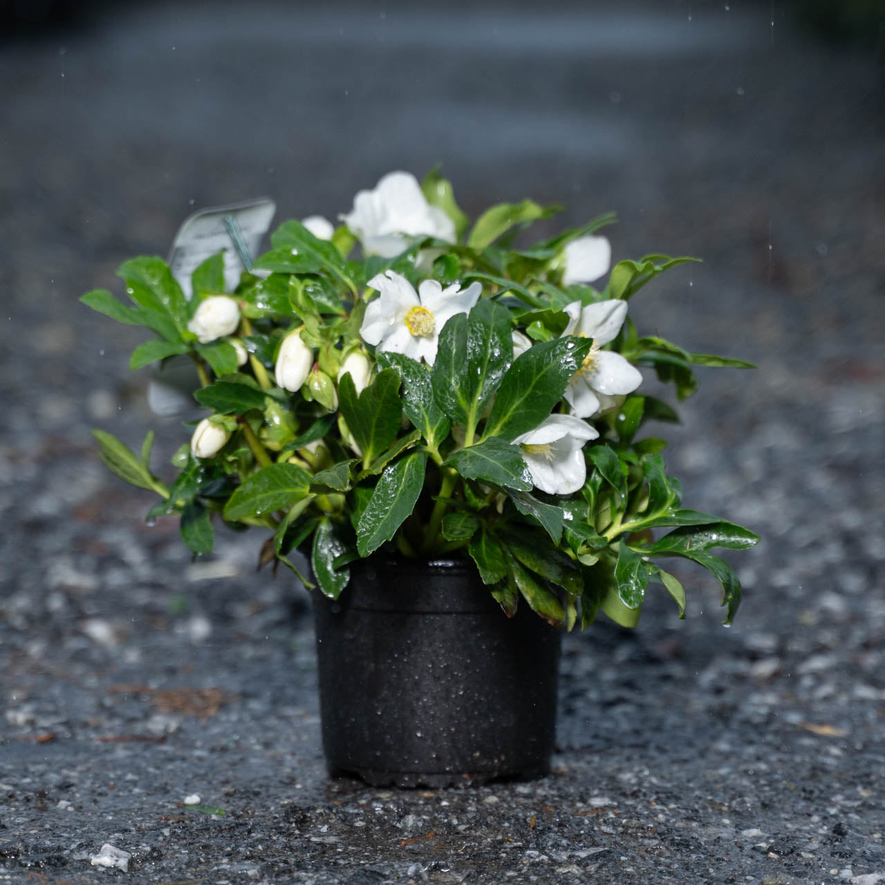 Helleborus Lenten Rose Ice N' Roses® White