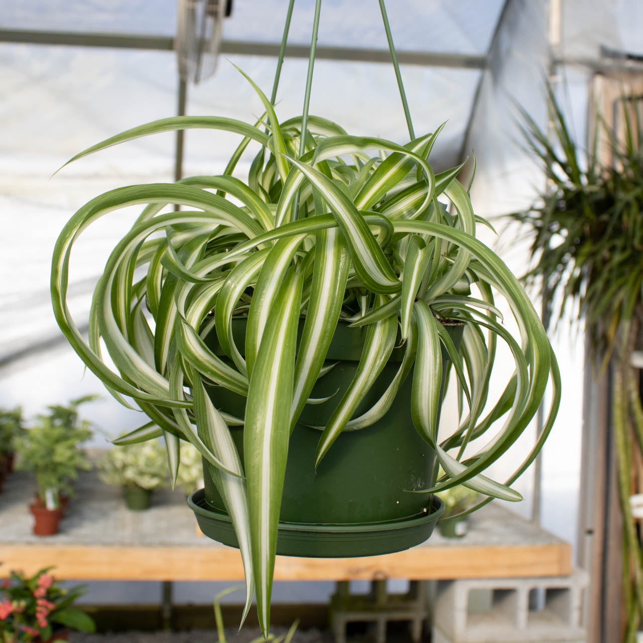 Hanging Basket Curly Spider Plant