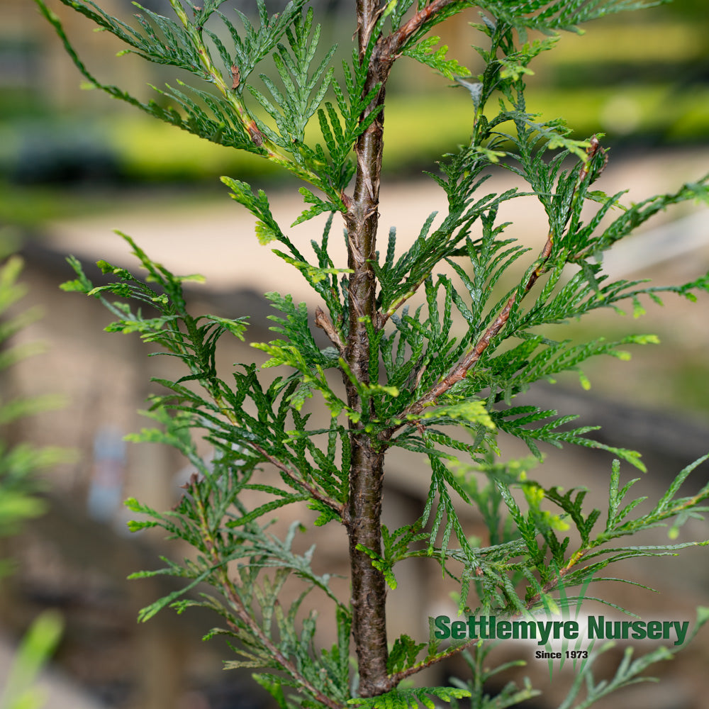 Thuja Green Giant