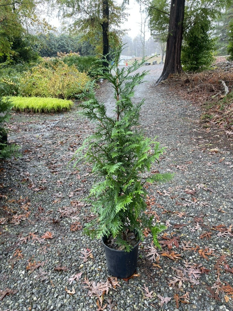 Thuja Green Giant