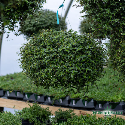 Hanging Basket Bridal Veil