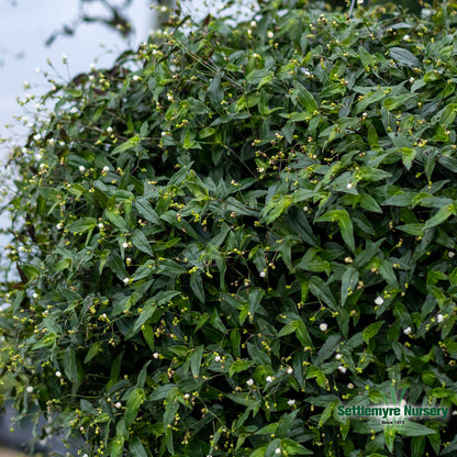 Hanging Basket Bridal Veil