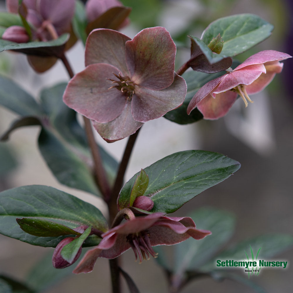 Helleborus Lenten Rose Ice N' Roses® Red