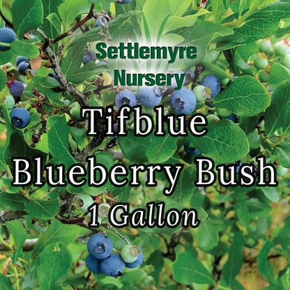 Blueberry Tifblue