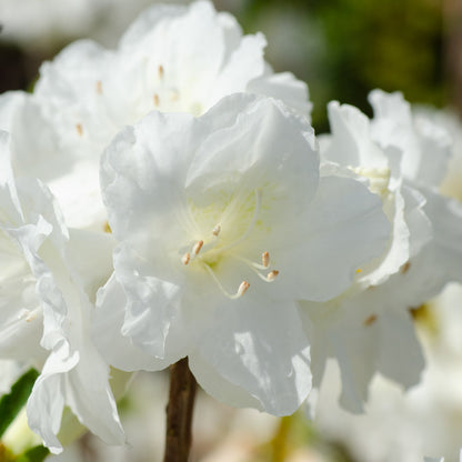 Azalea Encore Autumn Moonlight