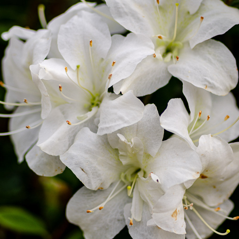 Azalea Encore Autumn Moonlight