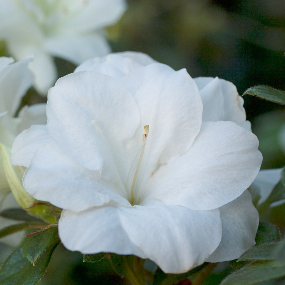 Azalea Encore Autumn Moonlight