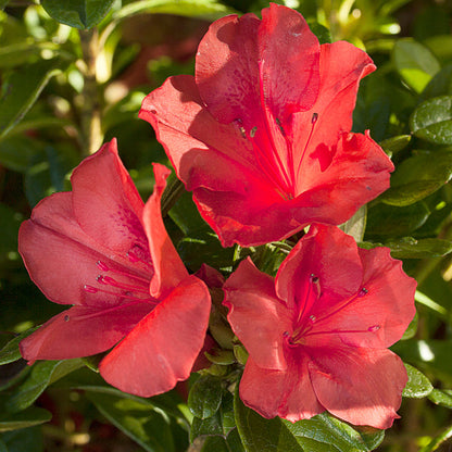 Group of Autumn Sunset reblooming azalea blooms