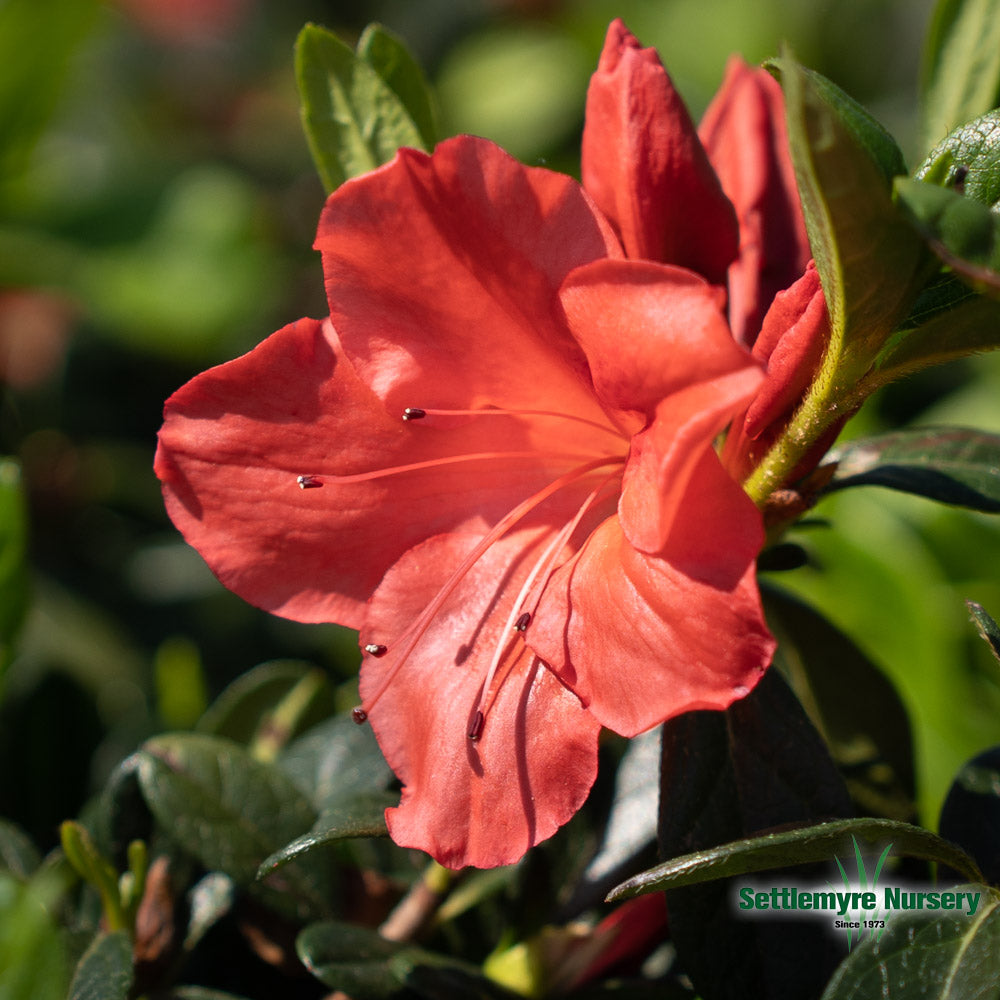 Closeup of Autumn Sunset reblooming azalea blooms