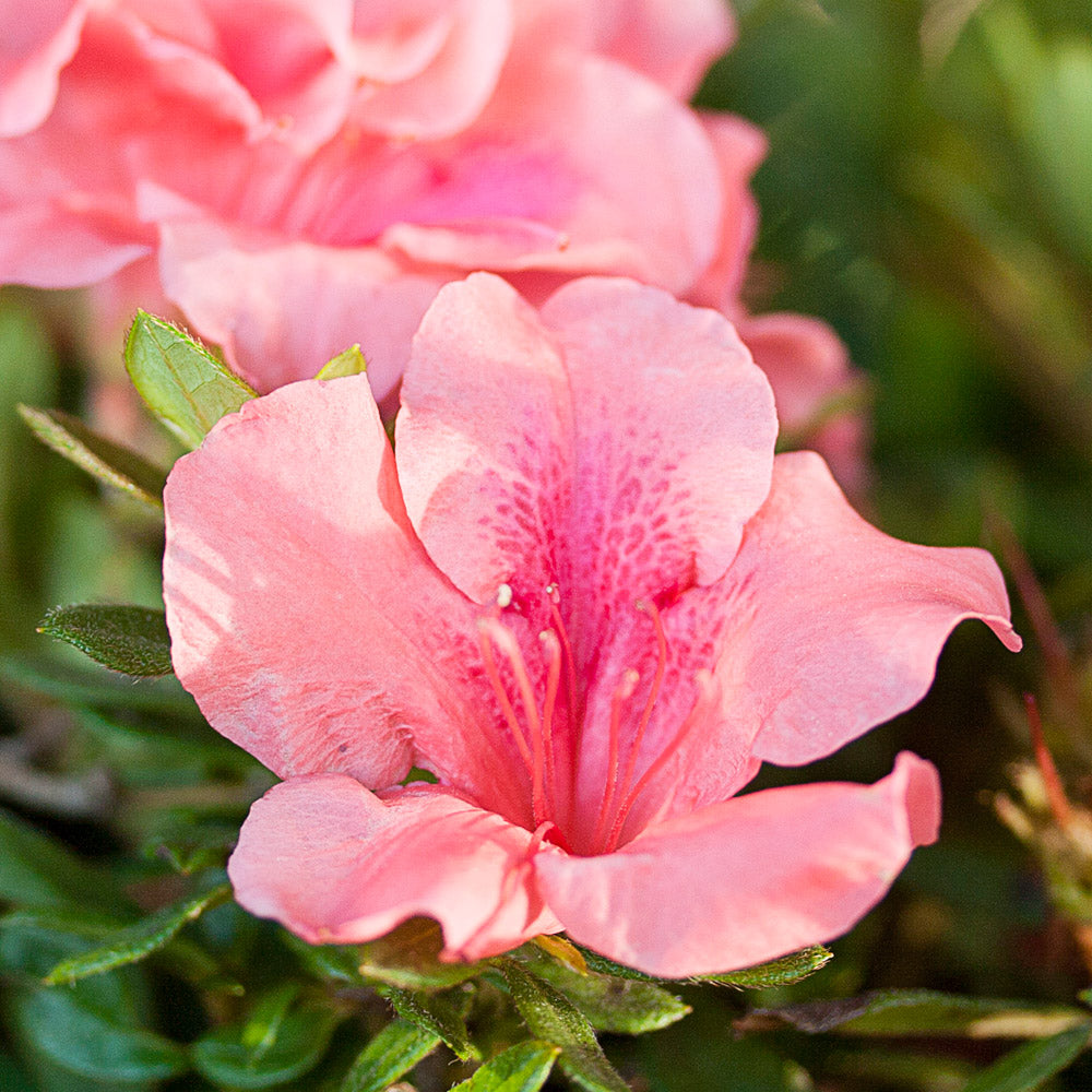 Autumn Coral Reblooming Azalea Bloom in landscape