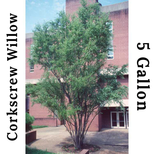 Corkscrew Willow