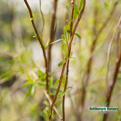 Corkscrew Willow