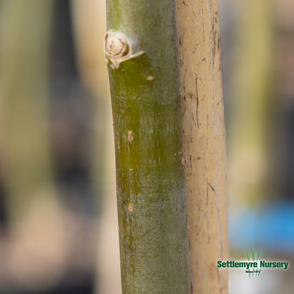 Corkscrew Willow