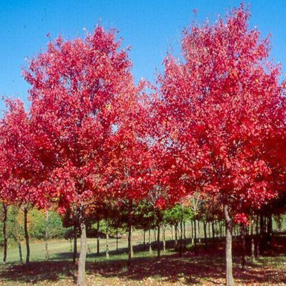 Sun Valley Maple Tree in glorious display in fall