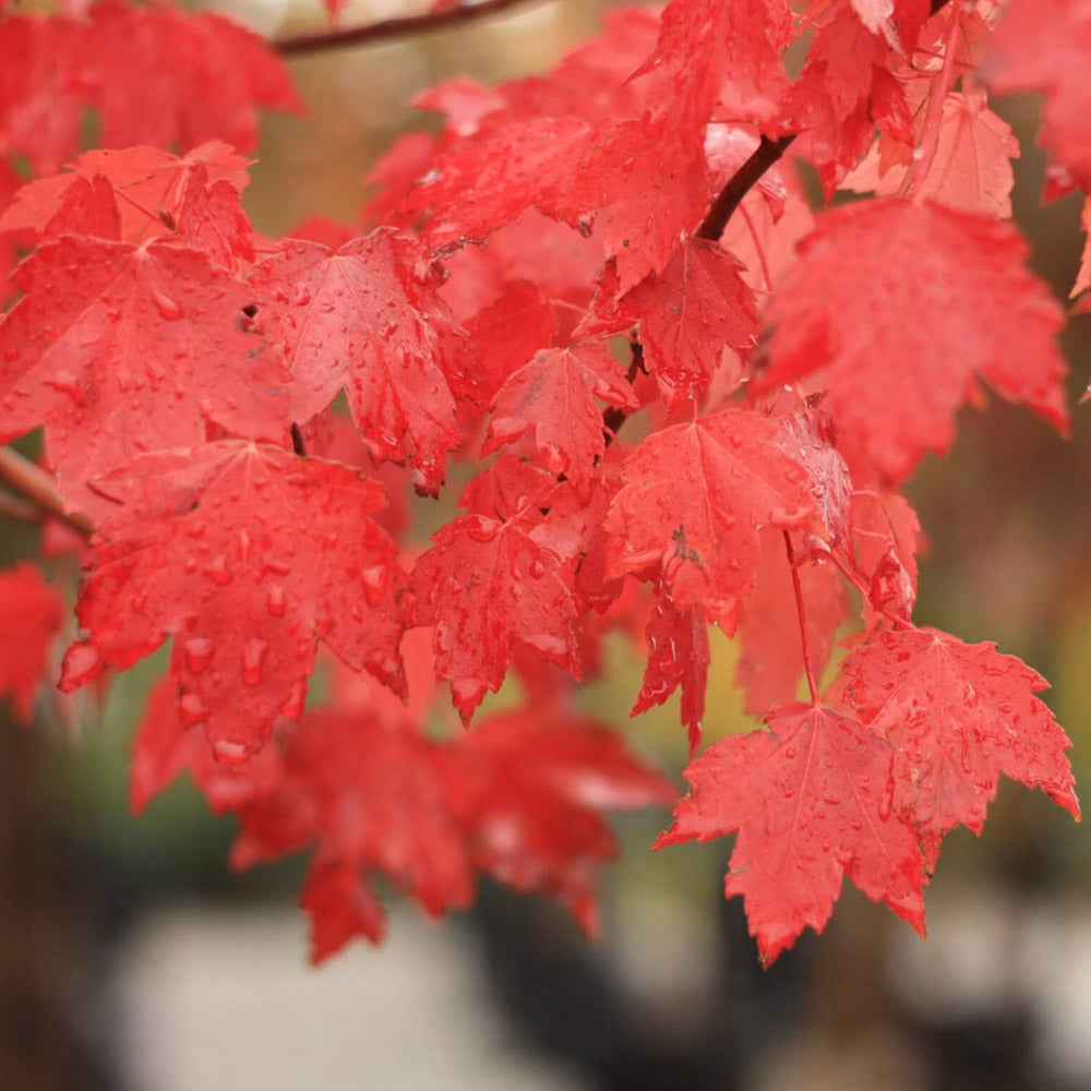 Closeup of burnt orange foliage on the sun valley maple tree