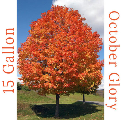 October Glory maple tree with radiant orange leaves