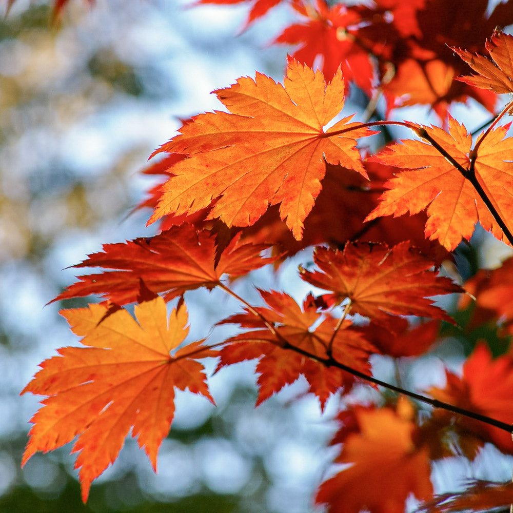 October Glory maple tree with radiant orange leaves