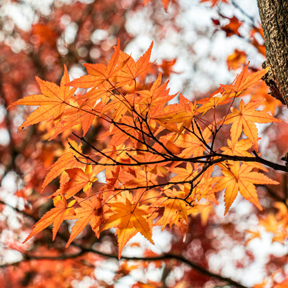 October Glory maple tree with radiant orange leaves