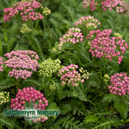 Yarrow Assorted #1