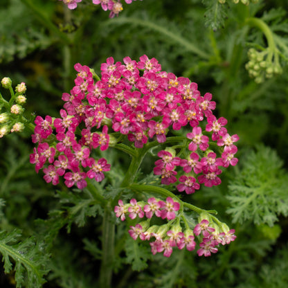 Yarrow Assorted #1