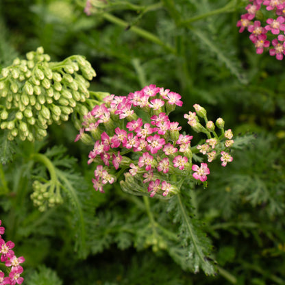 Yarrow Assorted #1