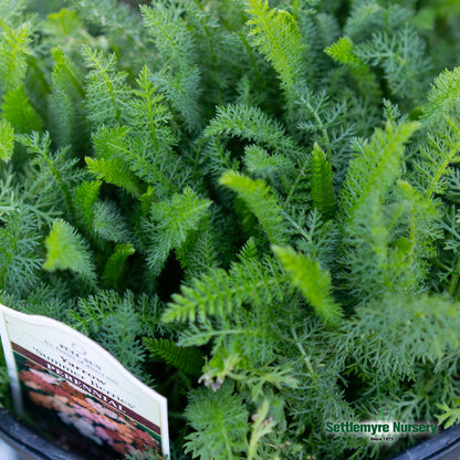 Yarrow Assorted #1