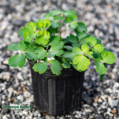 Columbine 1 Gallon Mixed Colors