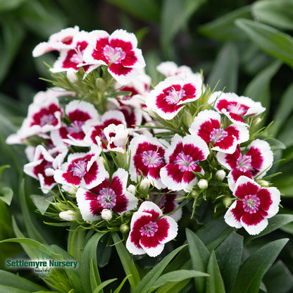 Dianthus Sweet Williams 1 Gallon