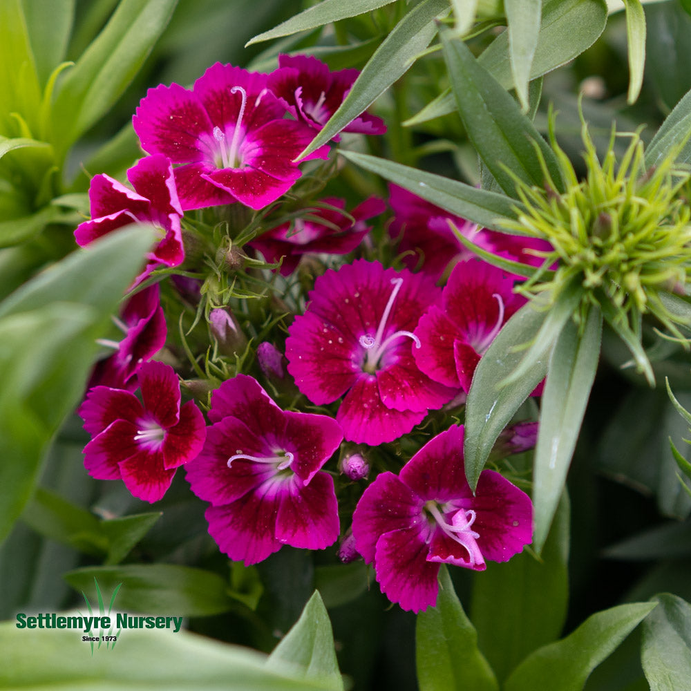 Dianthus Sweet Williams 1 Gallon