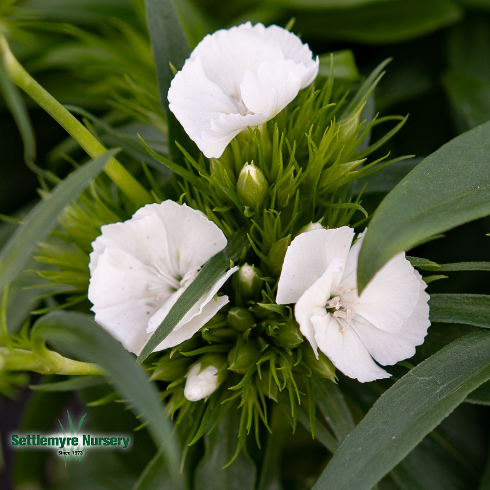 Dianthus Sweet Williams 1 Gallon