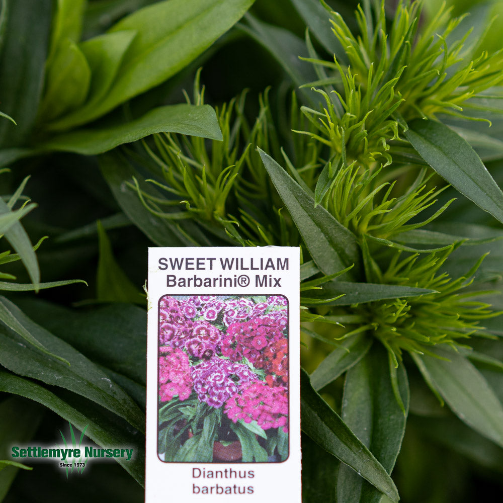 Dianthus Sweet Williams 1 Gallon