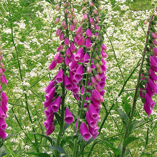 Foxglove 1 Gallon