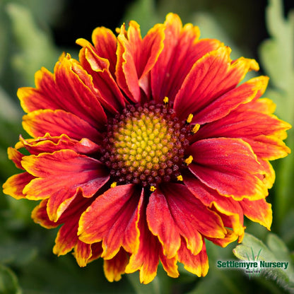 Gaillardia Blanket Flower 1 Gallon Arizona Sun