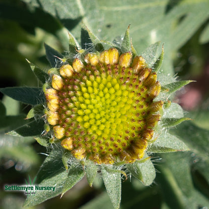 Gaillardia Blanket Flower 1 Gallon Arizona Sun