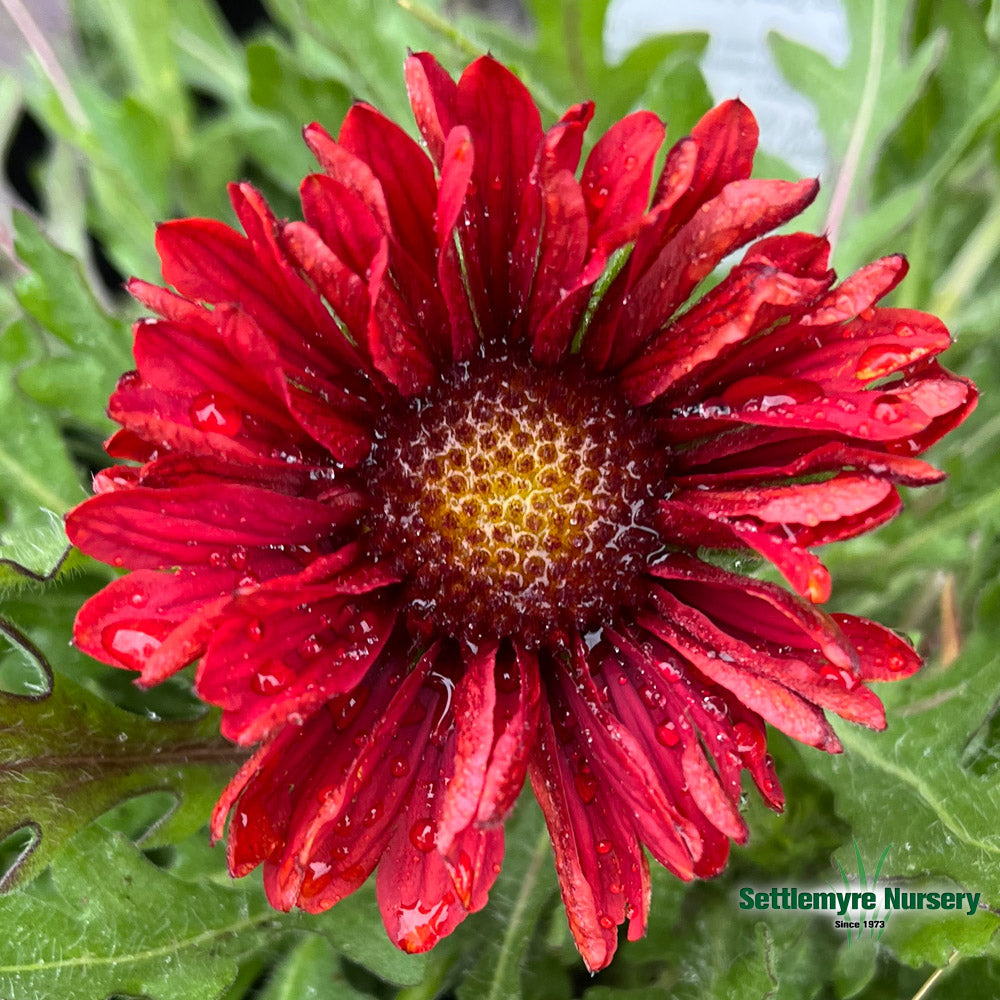 Gaillardia Blanket Flower 1 Gallon