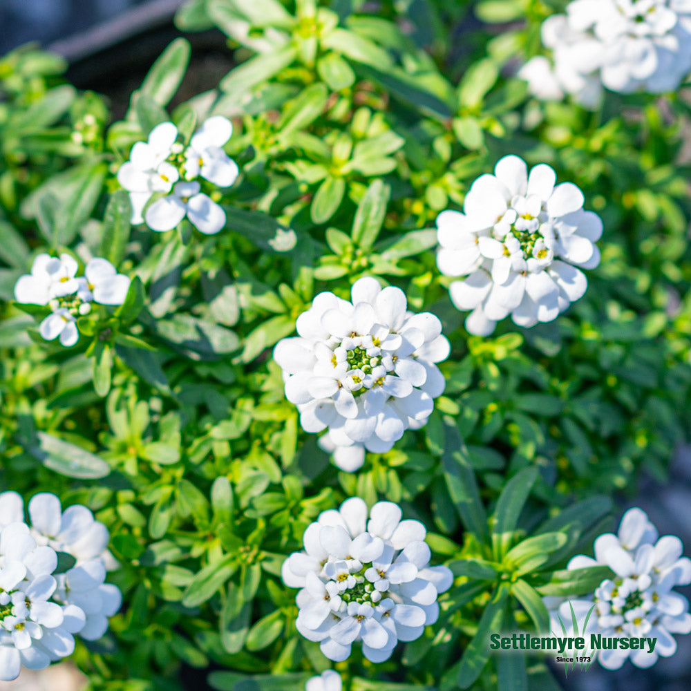 Candytuft #1