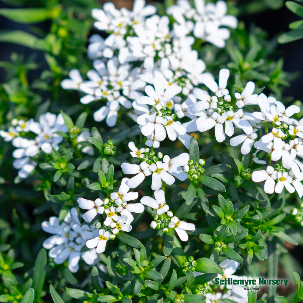 Candytuft #1