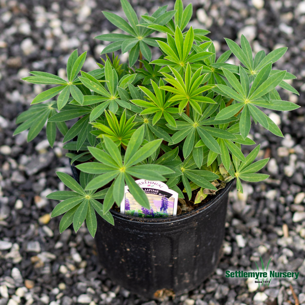 Lupine 1 Gallon Blue