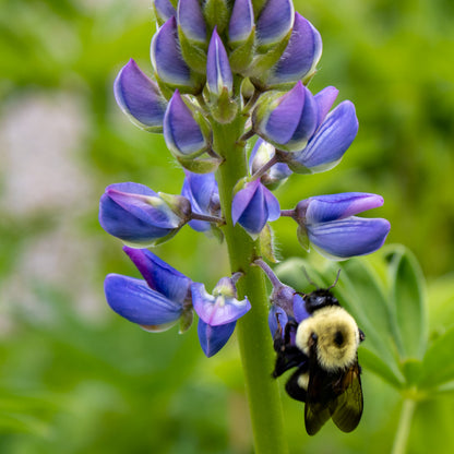 Lupine 1 Gallon Blue