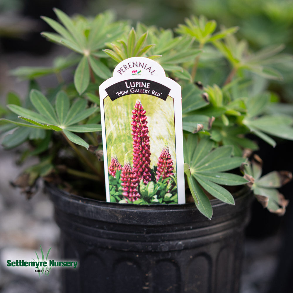 Lupine 1 Gallon Red | Perennial Flowers | Settlemyre Nursery