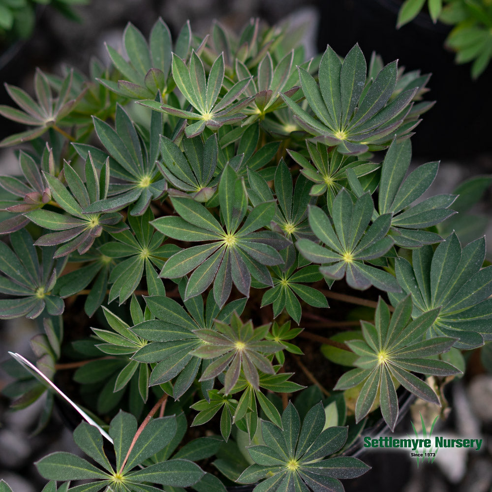 Lupine 1 Gallon Red | Perennial Flowers | Settlemyre Nursery