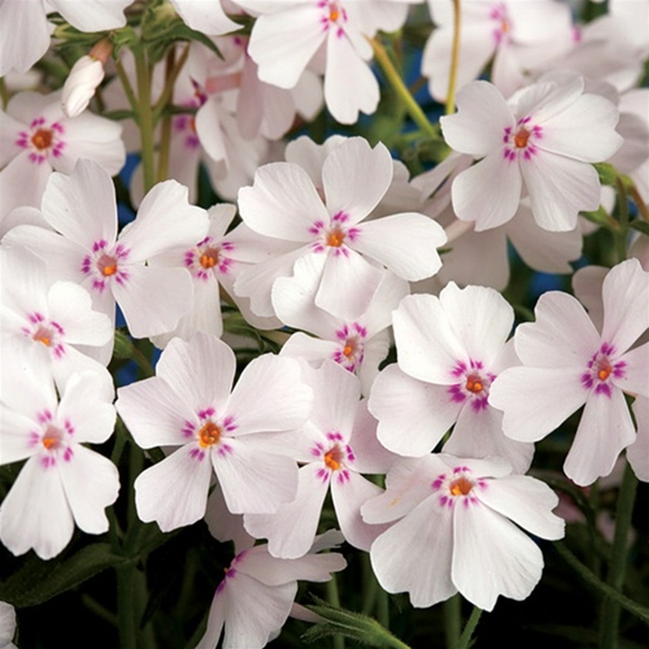 Creeping Phlox Amazing Grace