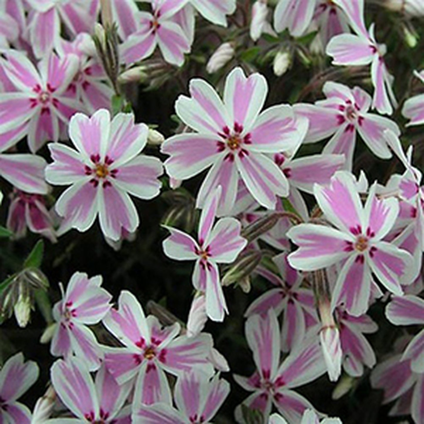 Creeping Phlox Candy Stripe