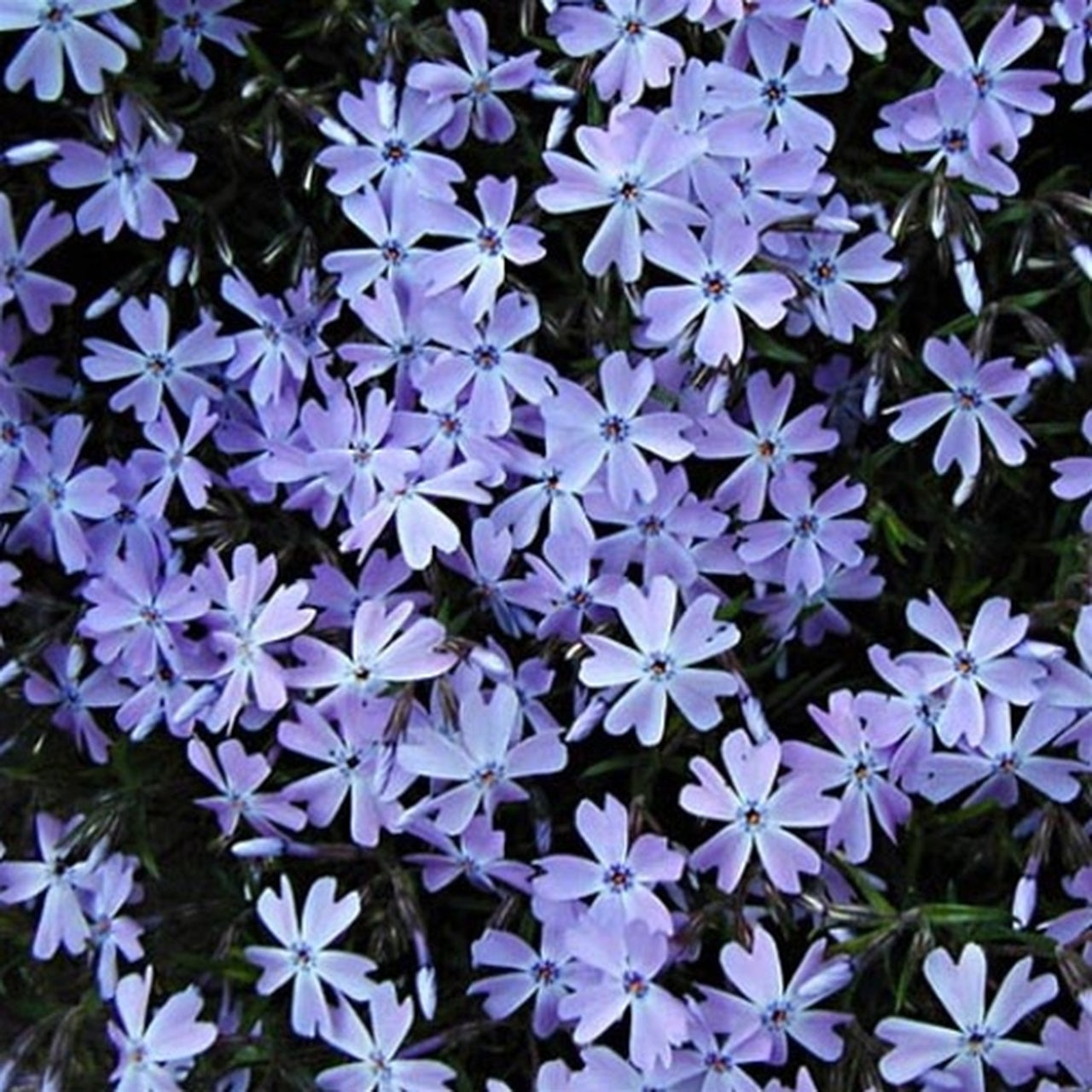 Creeping Phlox Emerald Blue