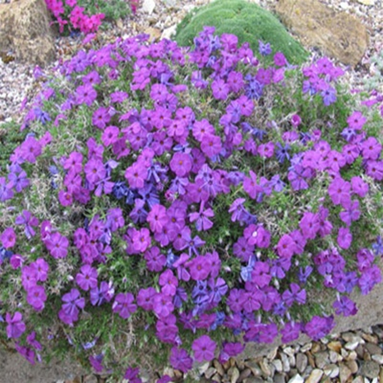 Creeping Phlox Purple Beauty